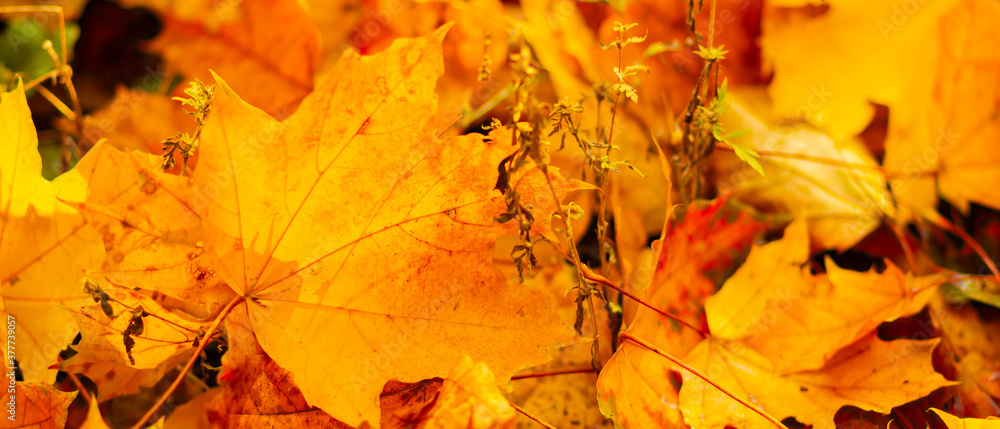 Fototapeta premium Yellow maple leaves on a blurred background. Autumn background with maple leaves. Creative wallpapers. Copy space