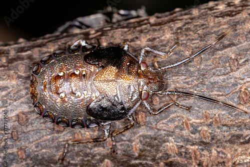 Stink bug of the Genus Antiteuchus photo