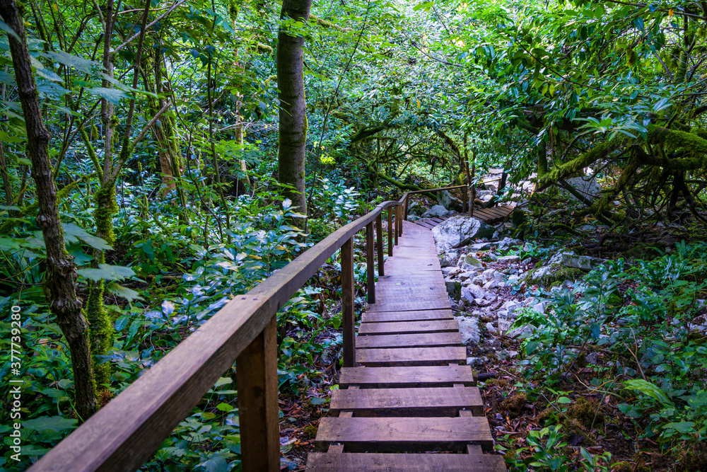 Obraz premium Wooden stairs in the green forest with handrail