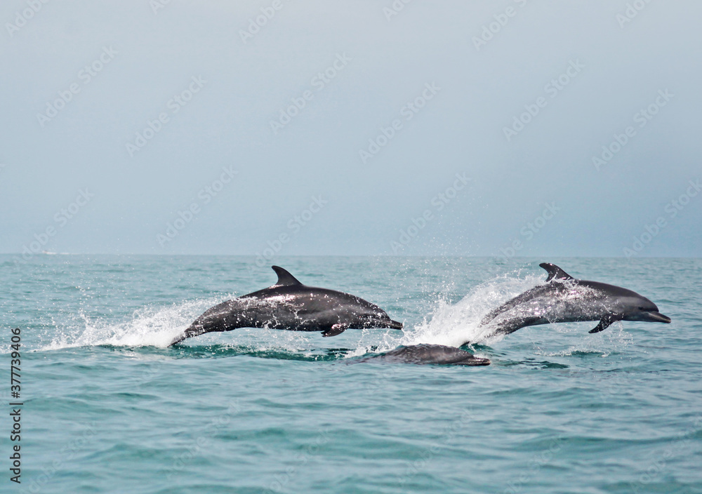 Fototapeta premium two dolphins jumping