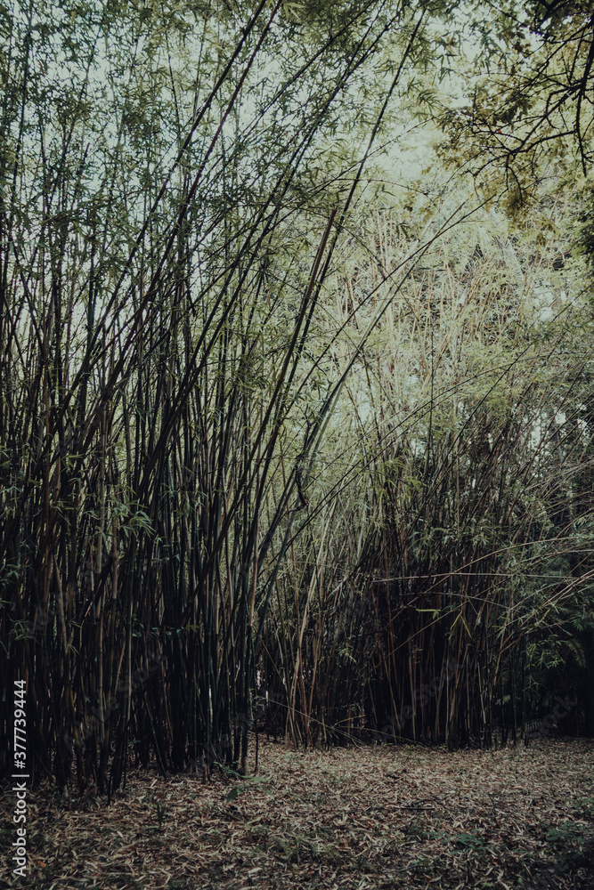 Obraz premium path in the forest