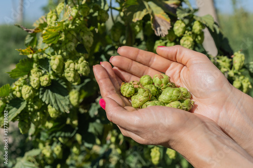 Female hands hold hop cones in their palms.