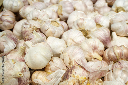 many bulbs of garlic in one place for sale