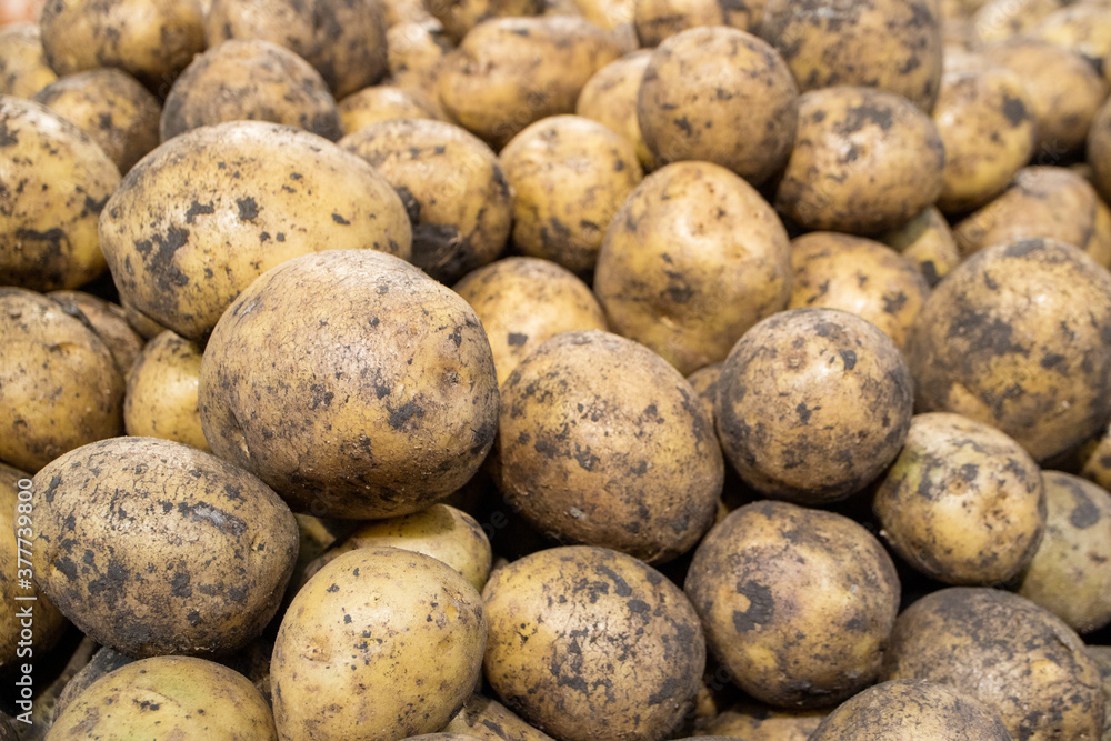 a lot of peeled unwashed potatoes close-up a lot of peeled unwashed potatoes close-up