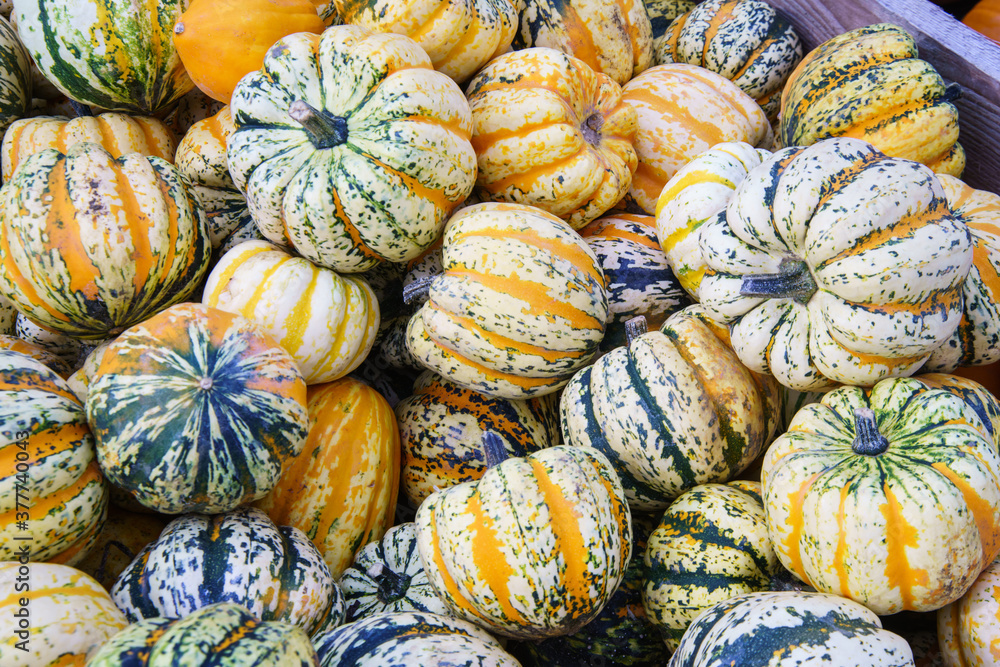 Diverse assortment of pumpkins ,close up. Autumn harvest.