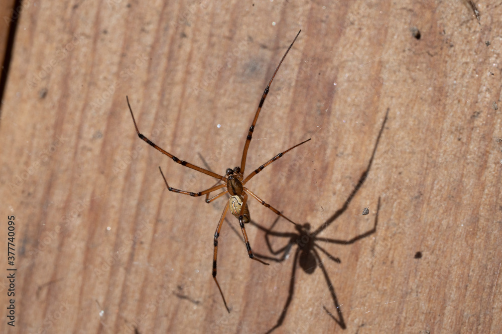 Male Black Widow Spider crawling on its web Male Black Widow Spider crawling on its web