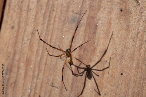 Male Black Widow Spider crawling on its web