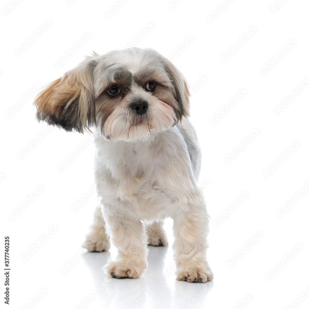 Curious Shih Tzu puppy looking away while standing Curious Shih Tzu puppy looking away while standing