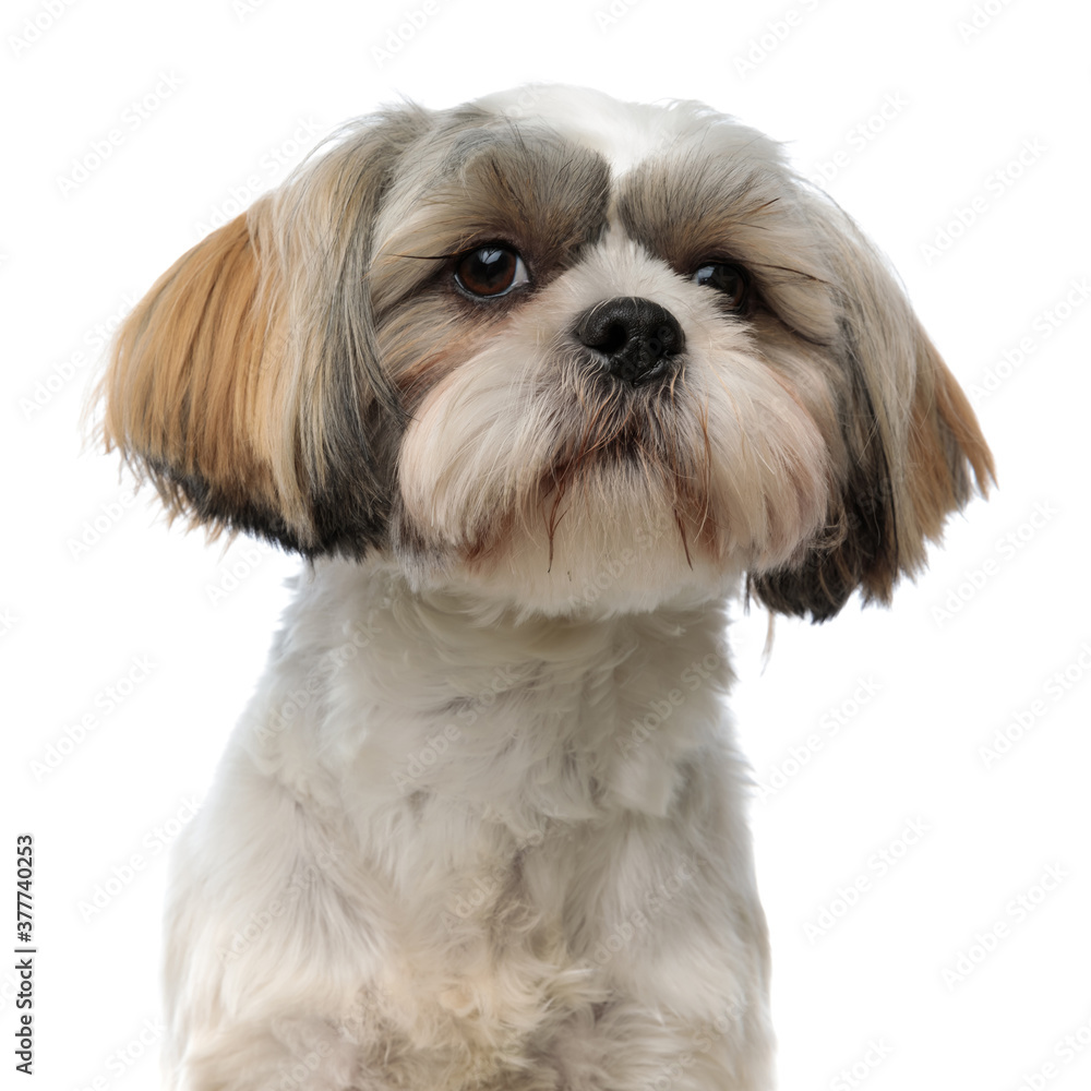 Close up of happy Shih Tzu puppy smiling Close up of happy Shih Tzu puppy smiling
