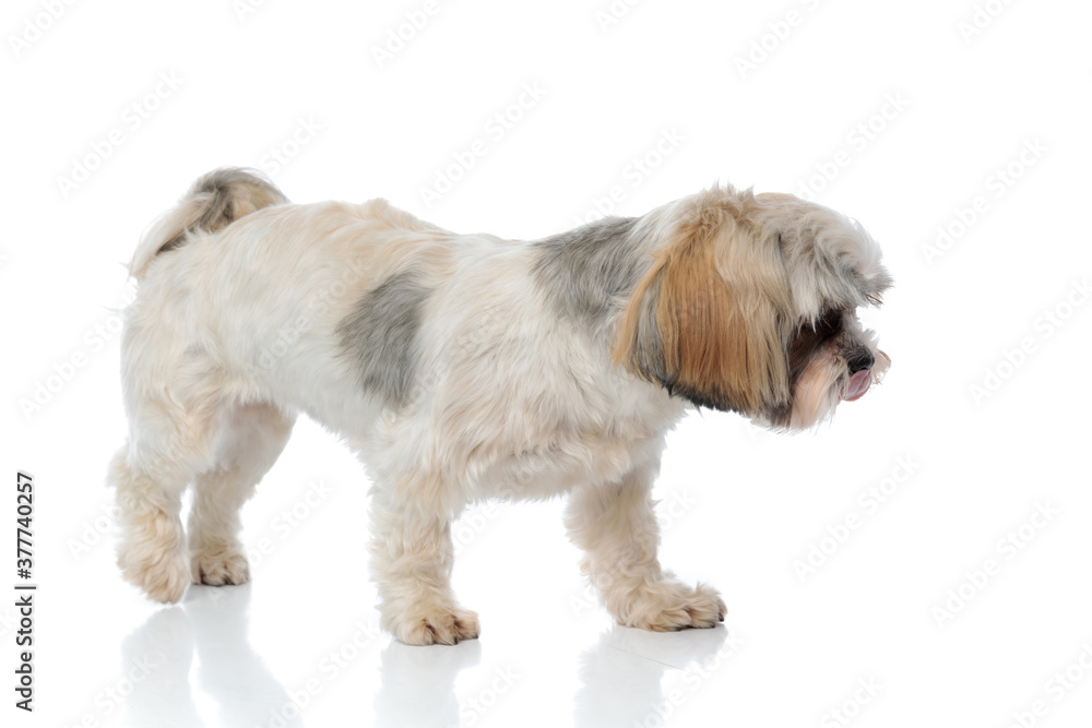 Side view of curious Shih Tzu puppy searching while walking Side view of curious Shih Tzu puppy searching while walking