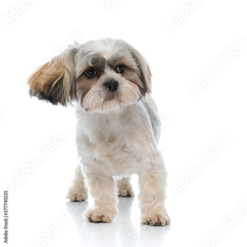 Curious Shih Tzu puppy looking away while standing