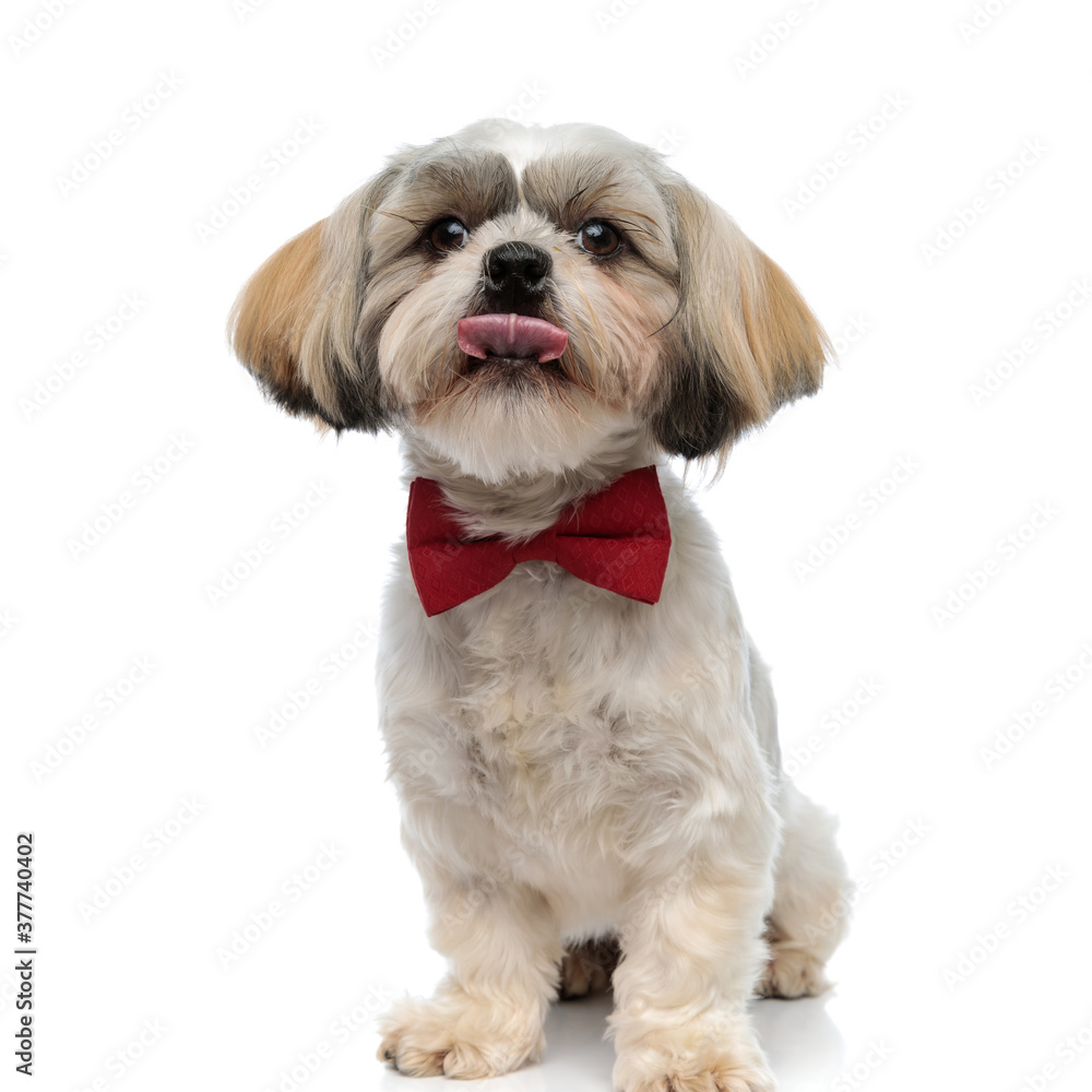 Adorable Shih Tzu puppy wearing bowtie and licking his nose Adorable Shih Tzu puppy wearing bowtie and licking his nose