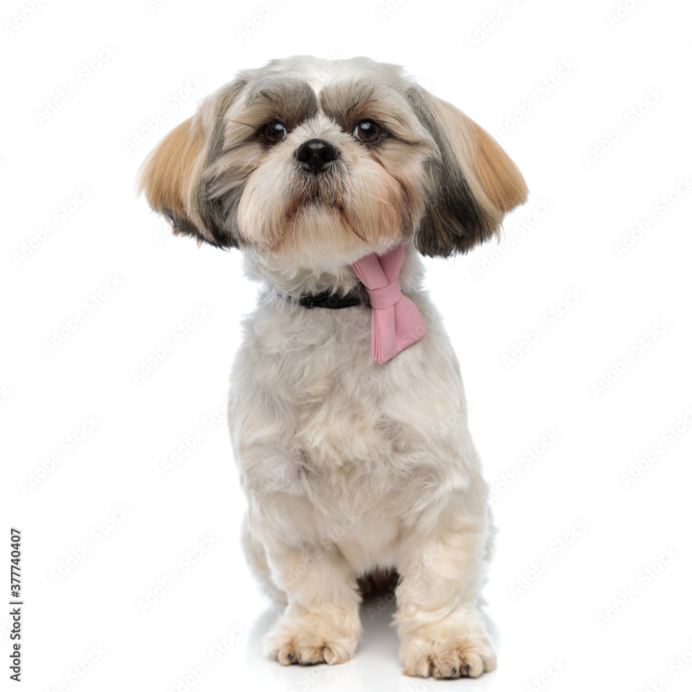 Confident Shih Tzu puppy wearing bowtie and looking forward Confident Shih Tzu puppy wearing bowtie and looking forward