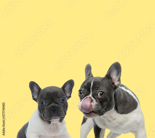 little french bulldog sitting next to a big one