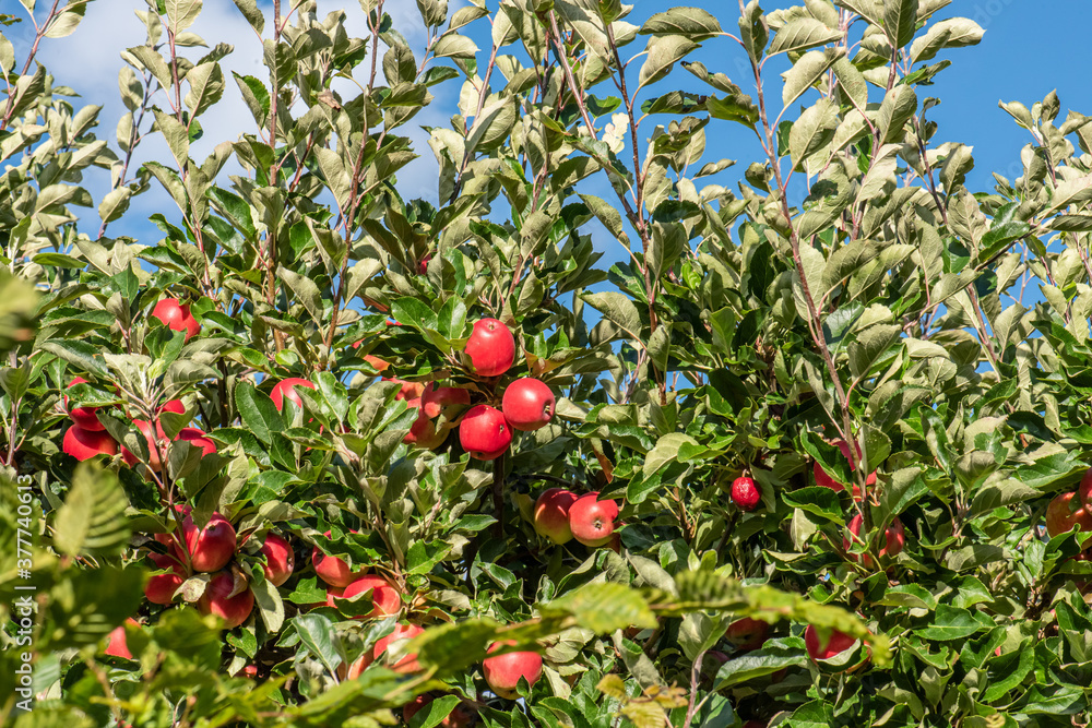 Red ripe apples in a tree.