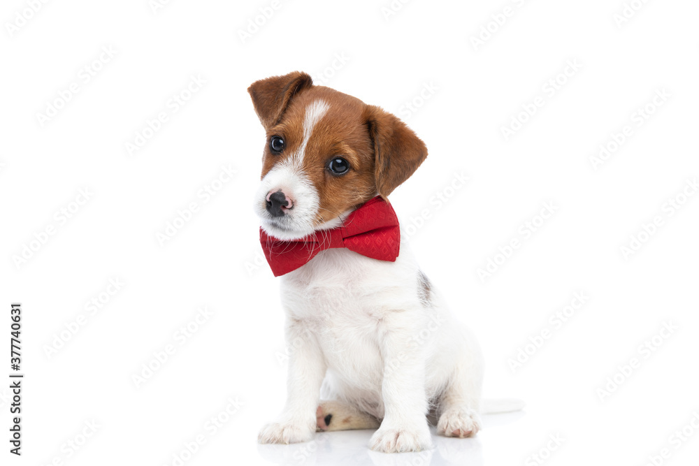 jack russell terrier dog posing for the camera
