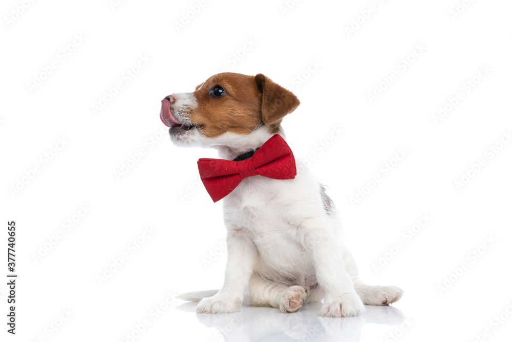 young sweet jack russell terrier dog looking aside