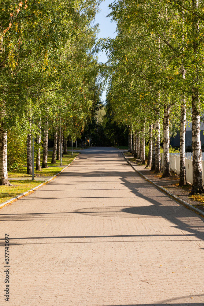 Suburban footpath surrounded by birch trees