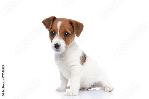 jack russell terrier dog sitting with his body aside © Viorel Sima