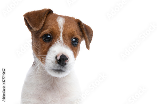 beautiful jack russell terrier dog with big shiny eyes © Viorel Sima