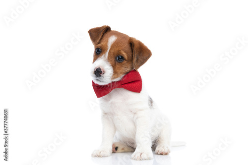 jack russell terrier dog posing for the camera © Viorel Sima