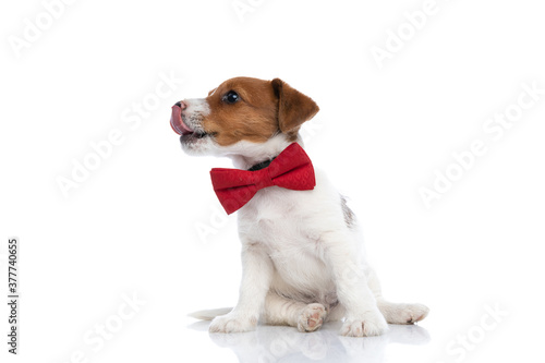 young sweet jack russell terrier dog looking aside