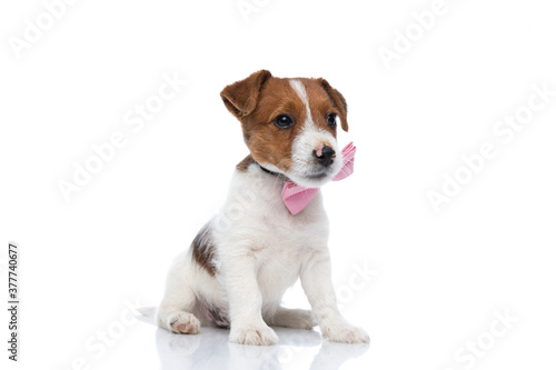 cute jack russell terrier dog wearing a pink bowtie
