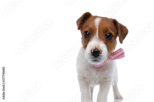 little jack russell terrier dog looking deeply into the camera