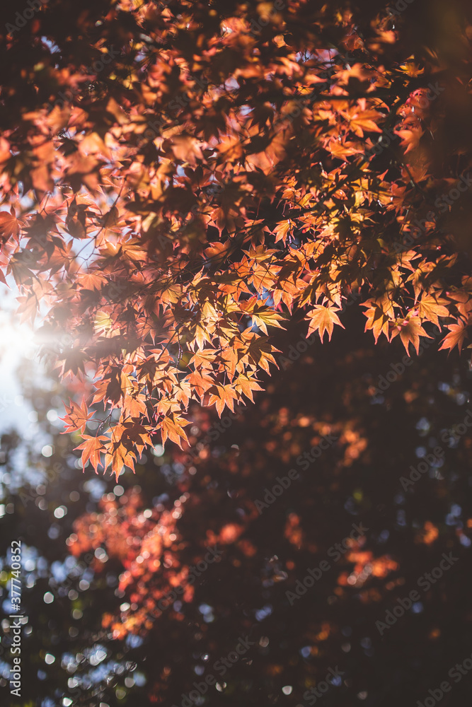 red marple tree leaves in a sun. colorful nature autumn background
