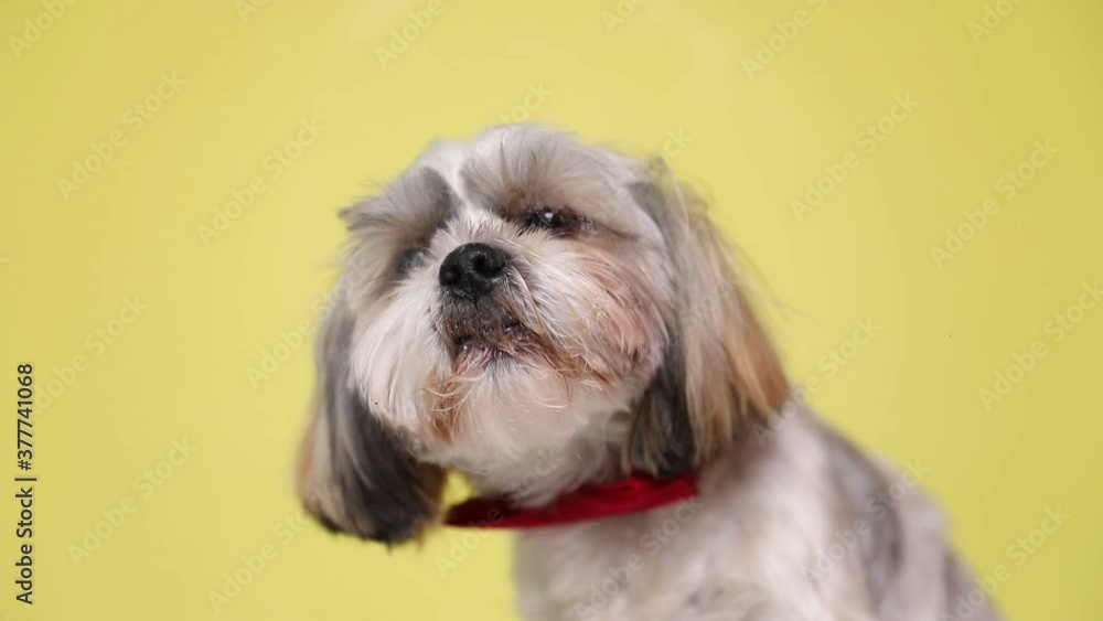 small adorable shih tzu dog licking the screen in front of him, sitting