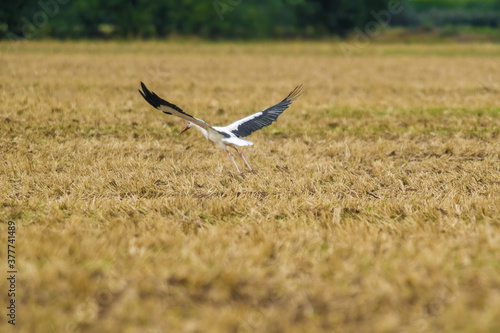 a great young bird on farm field in nature