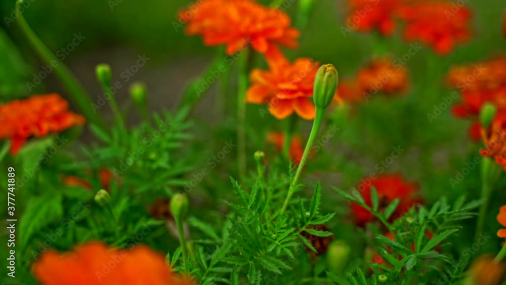 Vibrant marigolds in a robust summer garden. Vibrant marigolds in a robust summer garden.