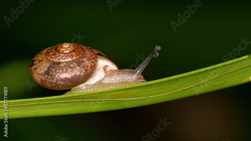 Asian Tramp Snail of the species Bradybaena similaris photo