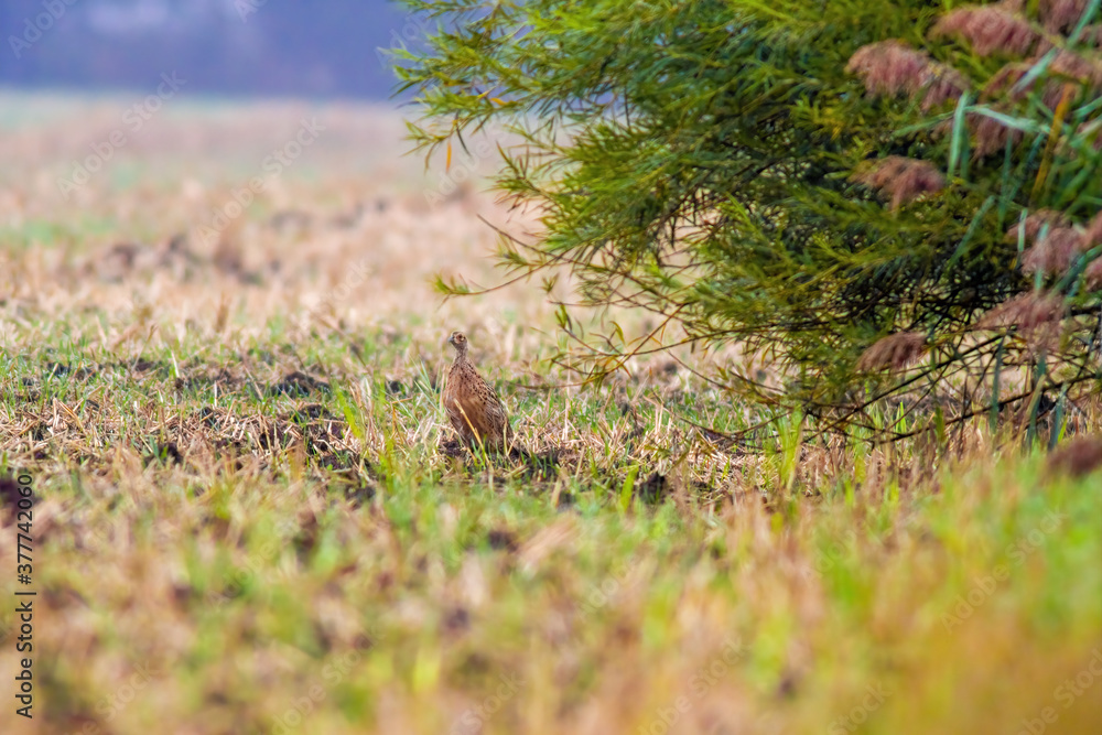 a great young bird on farm field in nature a great young bird on farm field in nature