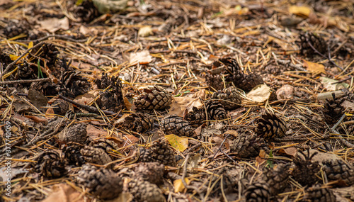 Pine cones on the forest floor.