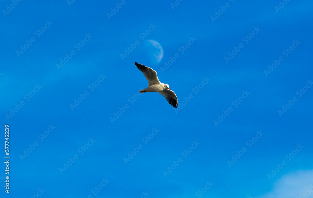 Seagull on the background of the moon, bird flight over the tourist city