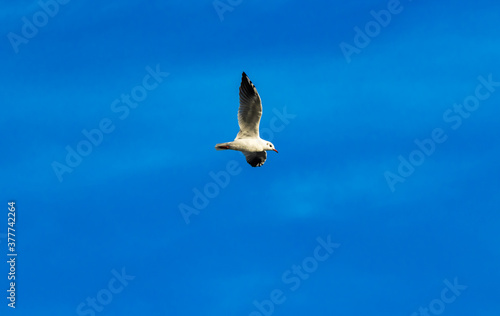 Seagull in flight close up, European birds