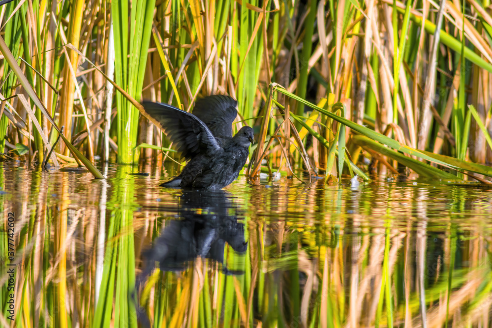 a little young bird on the water in nature a little young bird on the water in nature
