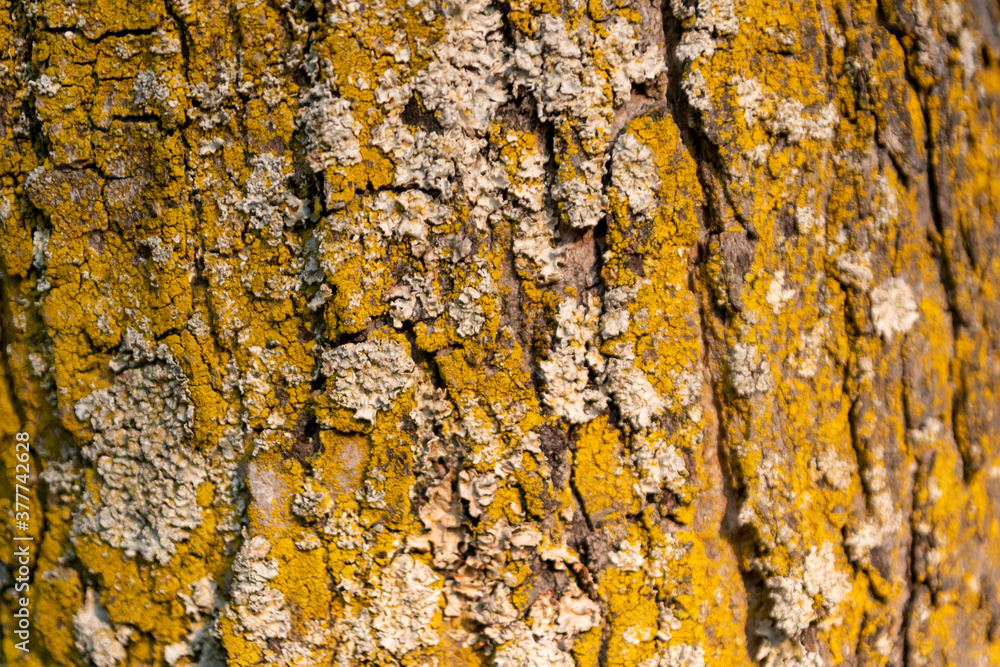 Natural background and ecological background shows a beautiful tree bark with fine natural structures and patina, cracks and rough surface as organic ecosystem for bugs and insects in nature Natural background and ecological background shows a beautiful tree bark with fine natural structures and patina, cracks and rough surface as organic ecosystem for bugs and insects in nature