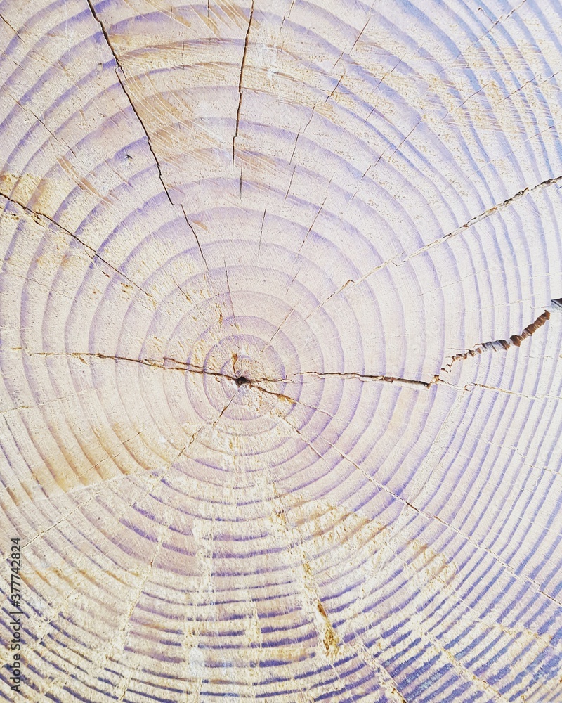 Obraz premium tocón