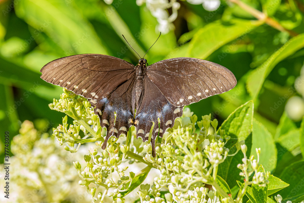 Obraz premium Black swallowtail butterfly flying above white hydrangea flowers in garden