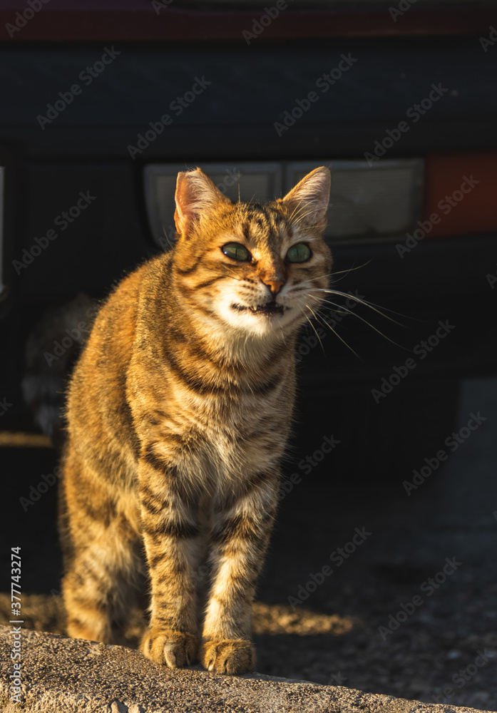 Fototapeta premium The cat yawns very funny, a beautiful photo of a European stray animal, meme