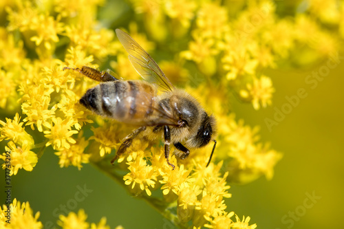 Honeybee gathers pollen.