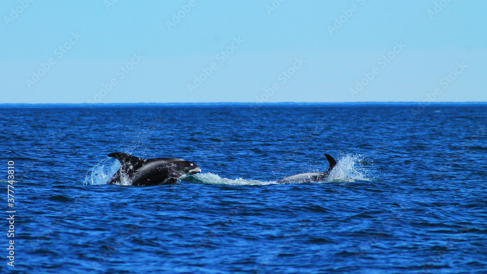 Obraz premium Dolphing jumping in the arctic ocean