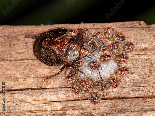 Stink bug of the Genus Antiteuchus protecting eggs with selective focus photo