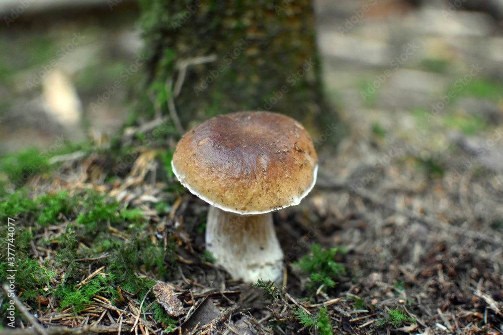 Gemeiner Steinpilz vor einem Baum Gemeiner Steinpilz vor einem Baum