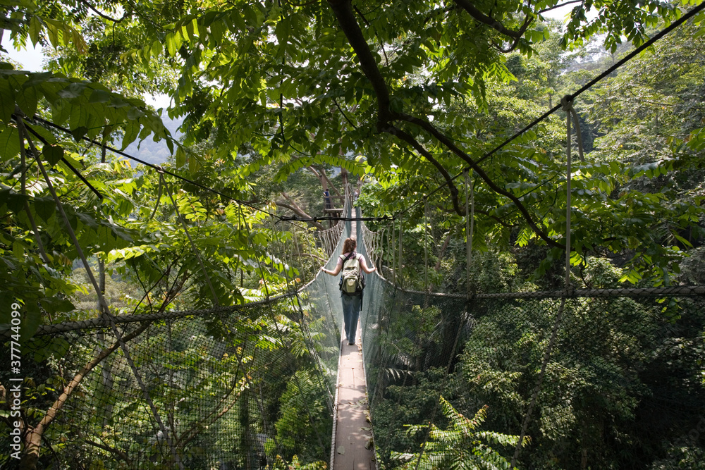 Obraz premium Rainforest Preserve, Kuala Lumpur, Malaysia