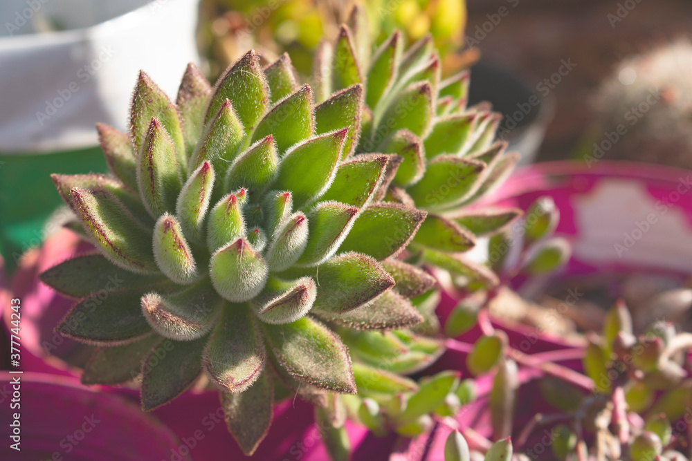 Beautiful succulent in garden with purple details close-up outdoors Beautiful succulent in garden with purple details close-up outdoors