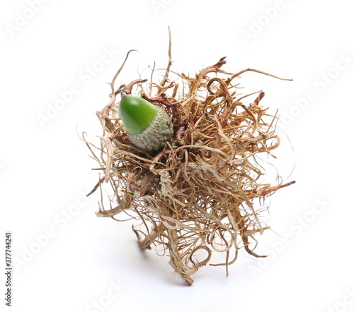 Rose bedeguar gall in autumn isolated on white background photo