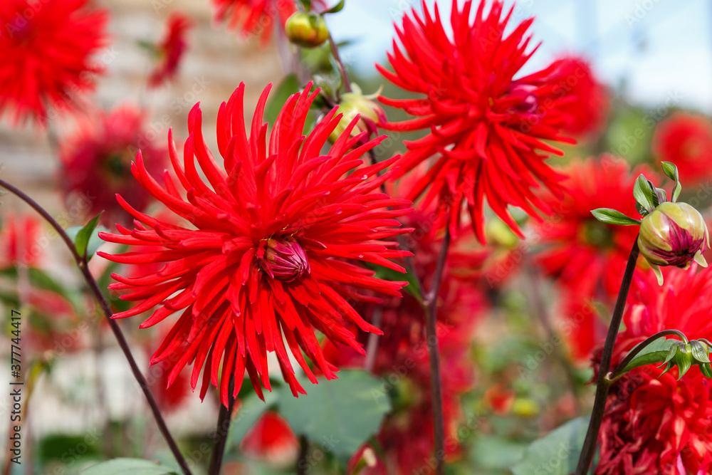 Beautiful Red Dahlia. Red flowers grow in the garden. Flower close-up. Beautiful Red Dahlia. Red flowers grow in the garden. Flower close-up.